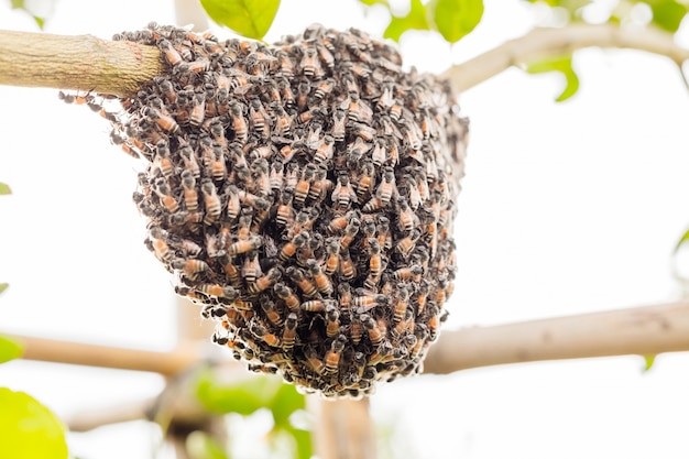 Ein Schwarm von Bienen auf einem Baum