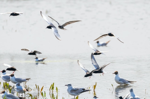 Ein Schwarm Weißflügelseeschwalben fliegt