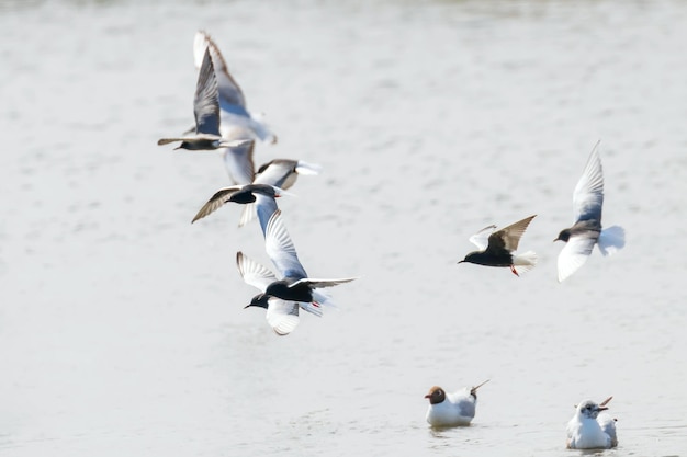 Ein Schwarm Weißflügelseeschwalben fliegt