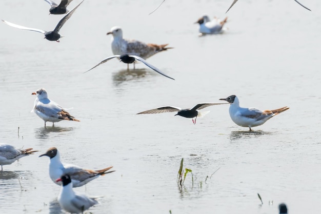 Ein Schwarm Weißflügelseeschwalben fliegt