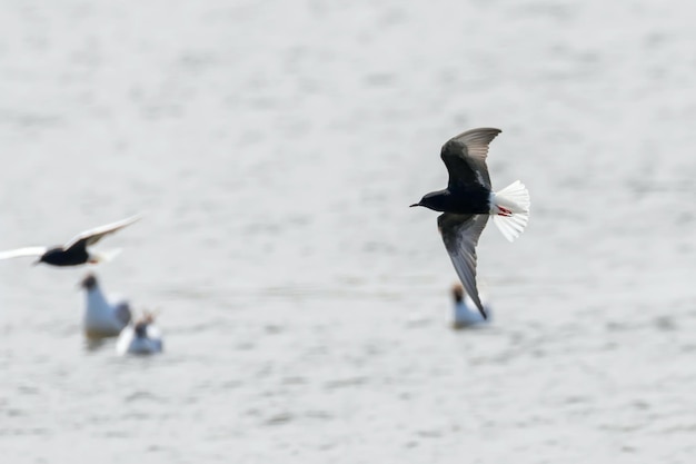 Ein Schwarm Weißflügelseeschwalben fliegt