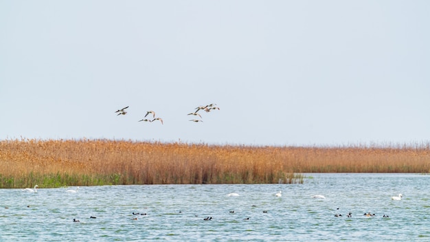 Ein Schwarm Zugvögel über dem See