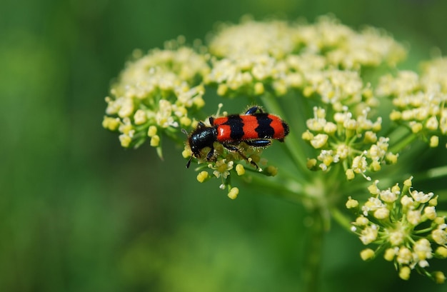 Ein schwarz-roter Käfer sitzt auf einer Blume.