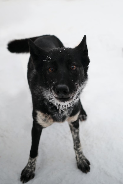 Ein schwarz-weiß gefleckter Hund der Alaskan Husky-Rasse Hardiest Northern Sled Dog