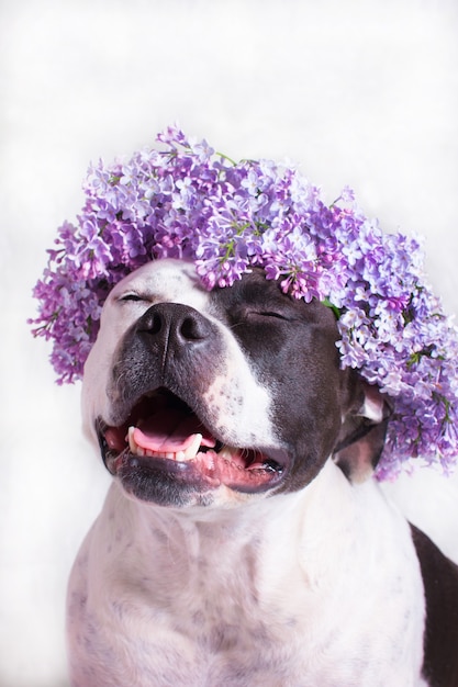 Ein schwarz-weißer Hund in einem lila Blumenkranz