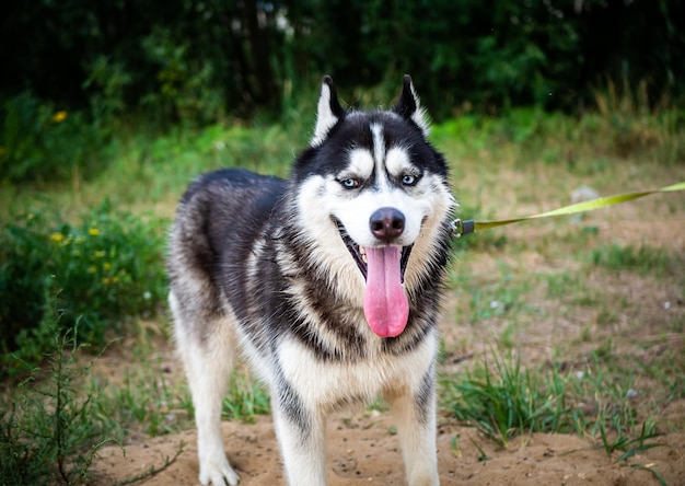 Ein schwarz-weißer Siberian Husky, der auf einem Sommerfeld spaziert