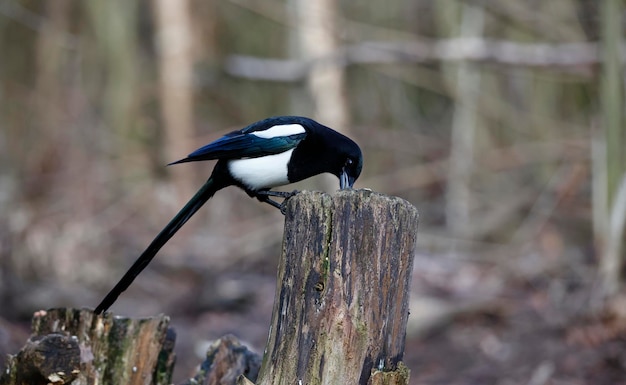 Ein schwarz-weißer Vogel mit schwarzem Schwanz sitzt auf einem Holzpfosten.