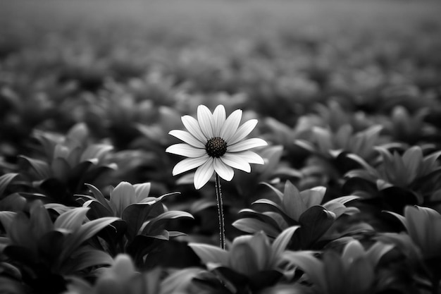 ein schwarz-weißes Foto einer Blume auf einem Feld