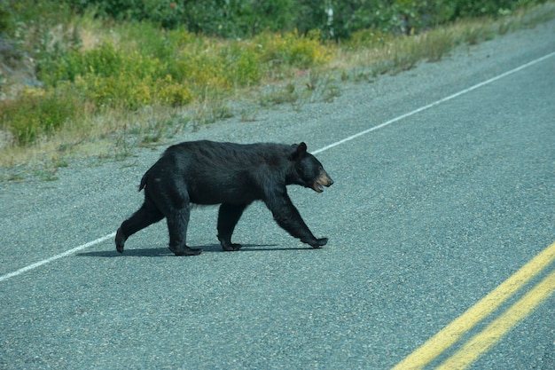 Ein Schwarzbär, der die Straße in Alaska Britsh Columbia überquert