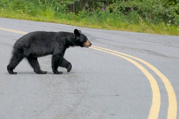 Ein Schwarzbär, der die Straße in Alaska überquert