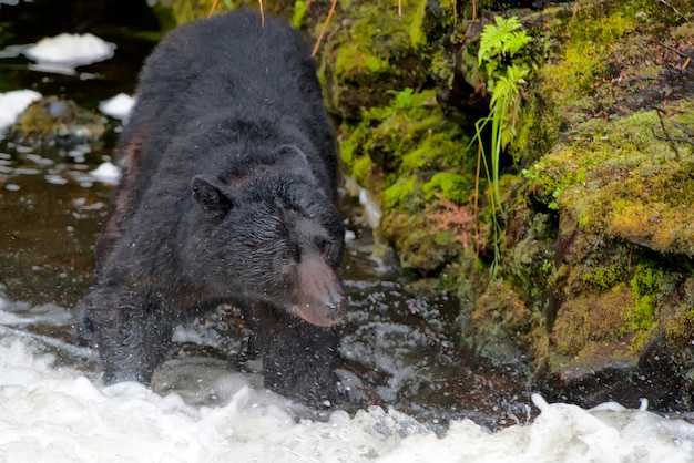 Ein Schwarzbär, der einen Lachs im Alaska River fängt