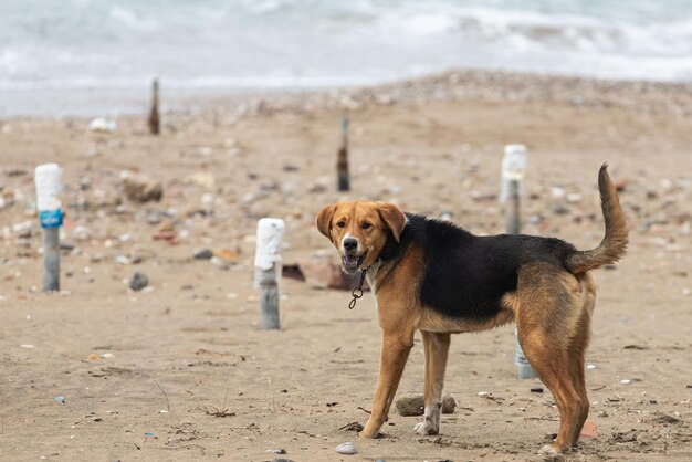 Ein schwarzbrauner Hund mit Halsband, ein Erwachsener läuft mit zufriedenem Blick am Sandstrand vor der Kulisse des Meeres entlang