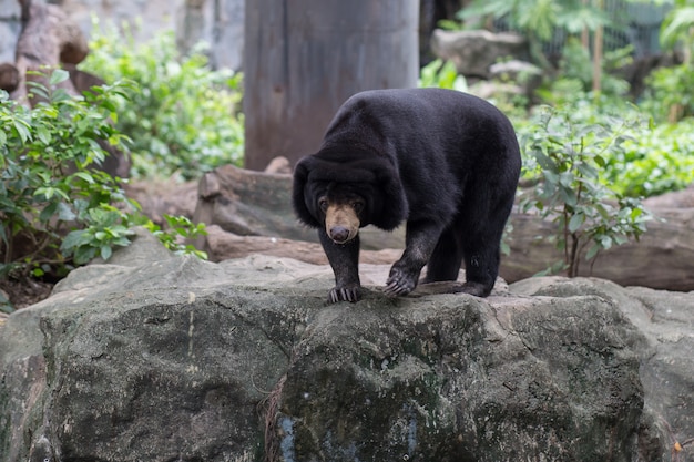 Ein schwarzer Bär in Dusit Zoo, Thailand.