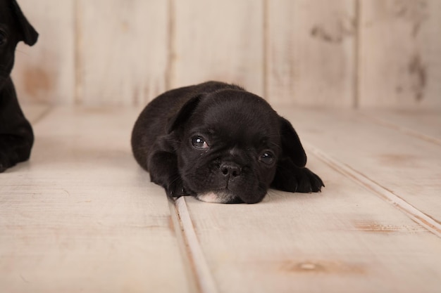 Ein schwarzer Bulldoggenwelpe liegt auf einem Holzboden.