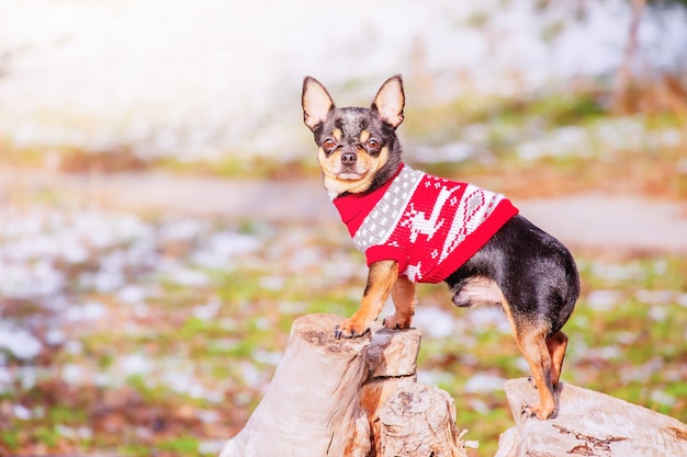 Ein schwarzer Chihuahua-Hund steht auf einem Baumstumpf Ein Hund in einem roten Weihnachtspullover