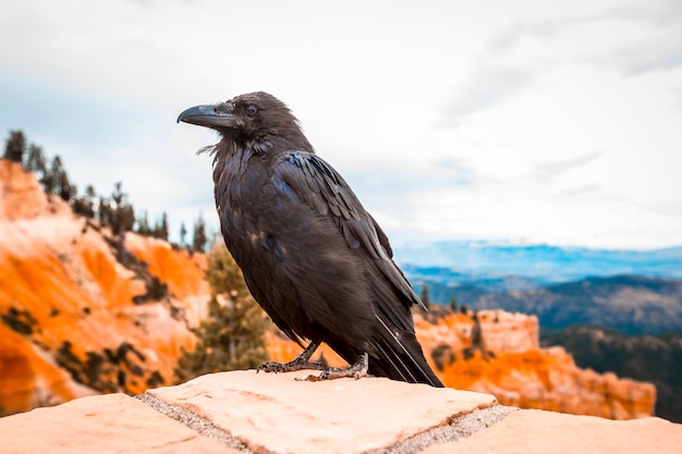 Ein schwarzer Geier im Bryce National Park. Utah, Vereinigte Staaten