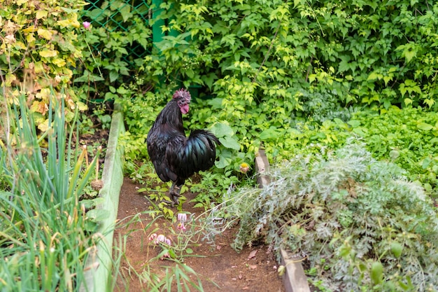 Ein schwarzer Hahn geht im Sommer auf dem Rasen im Garten spazieren, ein Porträt eines heimischen schwarzen Hahns vor einem grünen Hintergrund, Nahaufnahme mit Platz zum Kopieren von Text