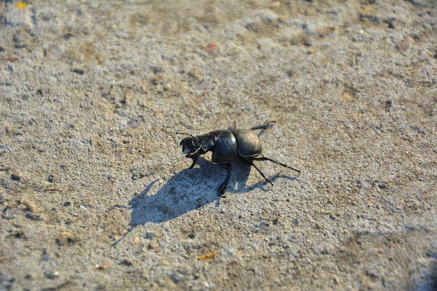 Ein schwarzer Hirschkäfer läuft auf dem Boden.