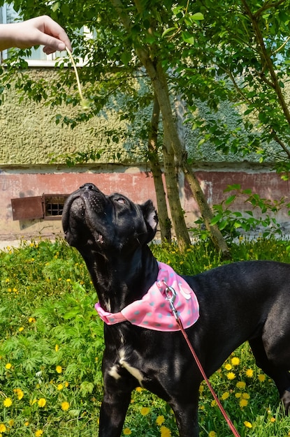 Ein schwarzer Hund, der mit erhobenem Kopf nach oben schaut