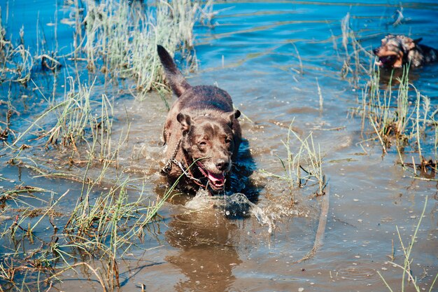 Ein schwarzer Hund in einem See