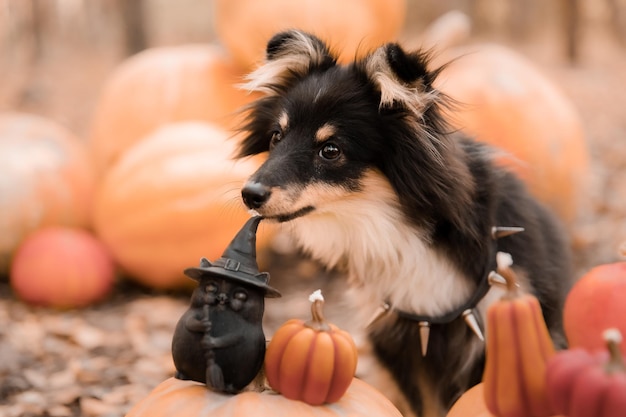 Ein schwarzer Hund mit Hexenhut sitzt vor einem Kürbisbeet.