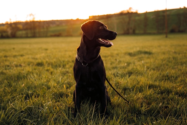 Ein schwarzer Hund sitzt bei Sonnenuntergang auf einem Feld.