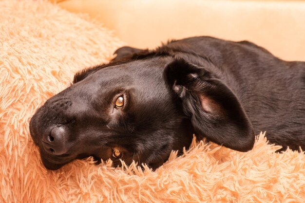 Ein schwarzer Labrador-Retriever-Hund liegt auf dem Sofa Labrador-Welpe und schaut in die Kamera