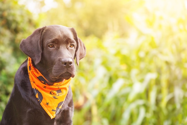 Ein schwarzer Labrador Retriever in einem orangefarbenen Bandana für Halloween Ein junger Hund auf einem unscharfen Hintergrund