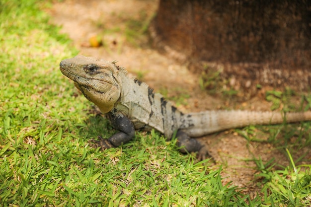 Ein schwarzer Leguan liegt im Gras in der Sonne