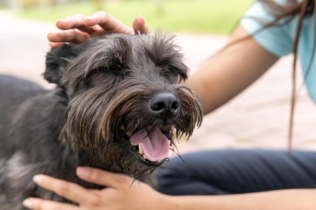 Ein schwarzer männlicher Schnauzer hechelt fröhlich, während sein Besitzer ihn streichelt