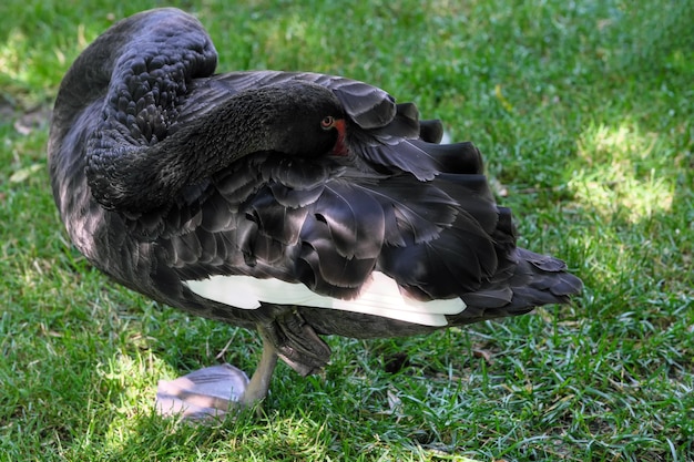 Ein schwarzer Schwan auf einem grünen Gras