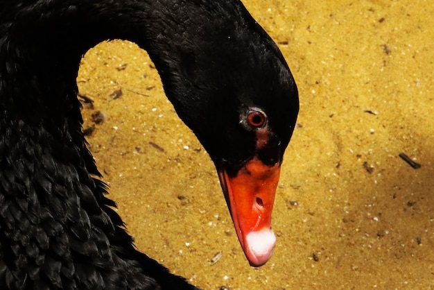 Ein schwarzer Schwan im Käfig Nahaufnahme Bild