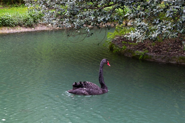 Ein schwarzer Schwan schwimmt an einem sonnigen Sommertag im Wasser