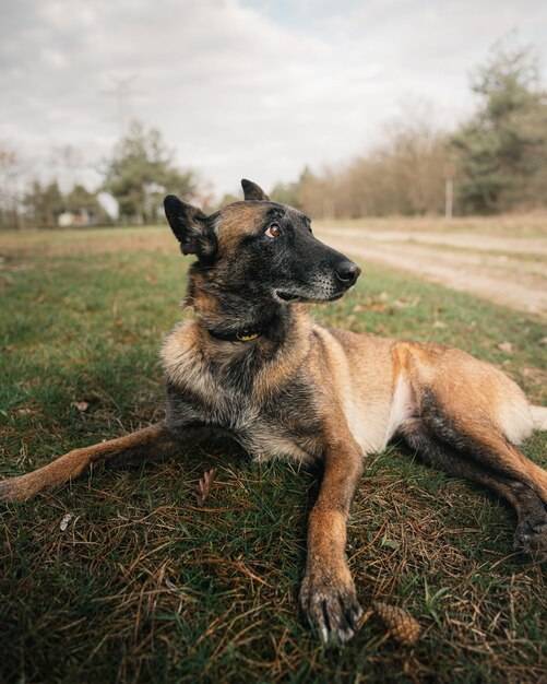 Foto ein schwarzer und brauner deutscher schäferhund liegt auf dem gras