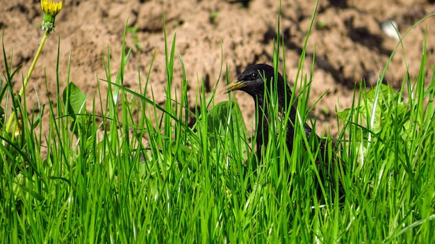 Ein schwarzer Vogel im grünen Gras