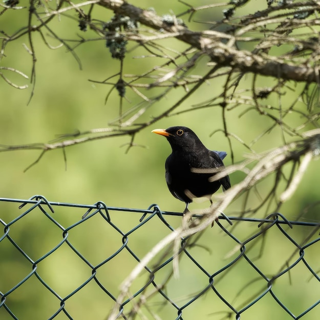 Ein schwarzer Vogel sitzt auf einem Drahtzaun mit grünem Hintergrund.