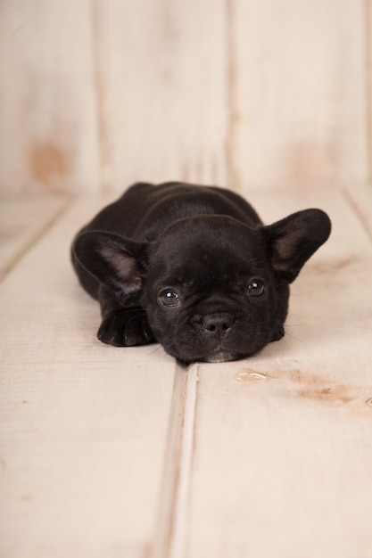 Ein schwarzer Welpe einer französischen Bulldogge liegt auf einer weißen Couch.