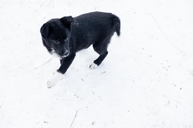 Ein schwarzer Welpe mit weißen Pfoten geht im Winter auf verlassene Tiere im Schnee