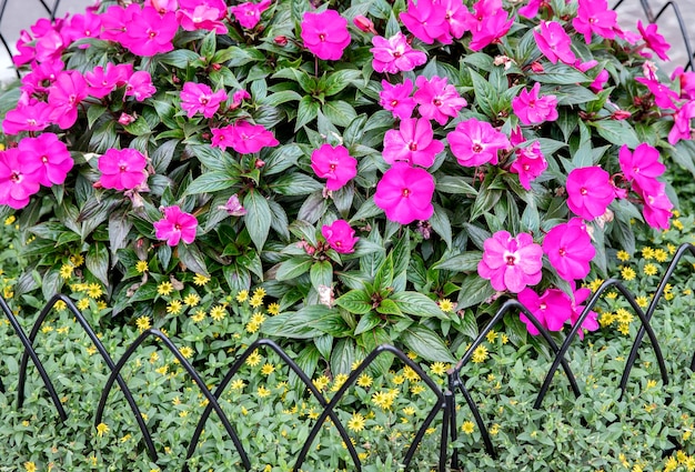 Ein schwarzer Zaun mit einem Blumenstrauß darauf