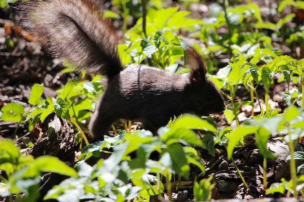ein schwarzes Eichhörnchen in Dynamik, das durch das Gras läuft