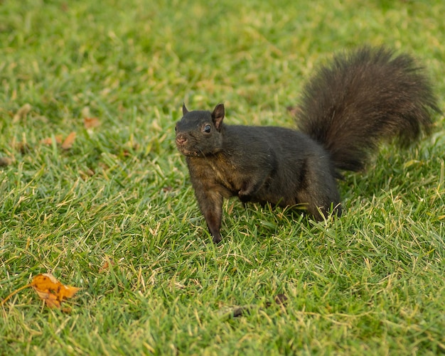 Ein schwarzes Eichhörnchen steht auf dem Gras und schaut in die Kamera.