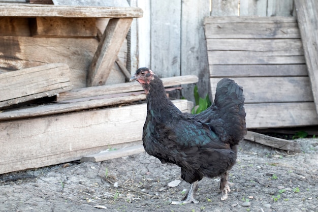 Ein schwarzes Huhn, das im Hof im Dorf spaziert.