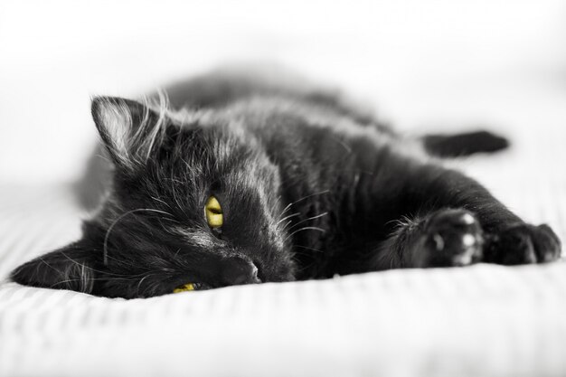 Ein schwarzes Kätzchen liegt auf der Couch Horizontal.