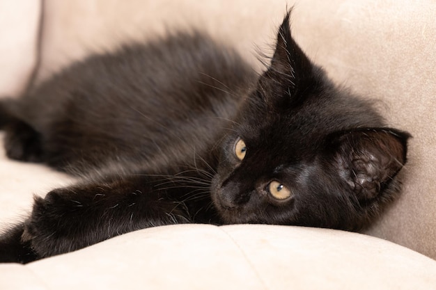 Ein schwarzes Maine-Waschbärkätzchen liegt auf einer beigefarbenen Couch