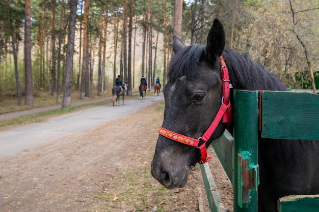 Ein schwarzes Pferd in einer Koppel auf einem Pferdehof Hobbytiere