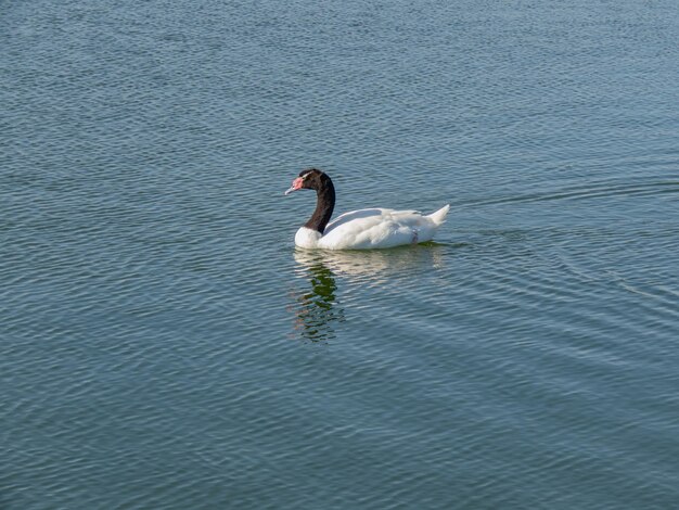 Ein Schwarzhalsschwan schwimmt auf einem großen Teich in einer künstlichen Lagune in Küstenfeuchtgebieten