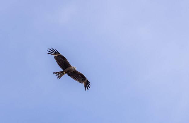 Ein schwarzmilan milvus migrans fliegt über einen strahlend blauen himmel. hintergrund der natur. vogel.