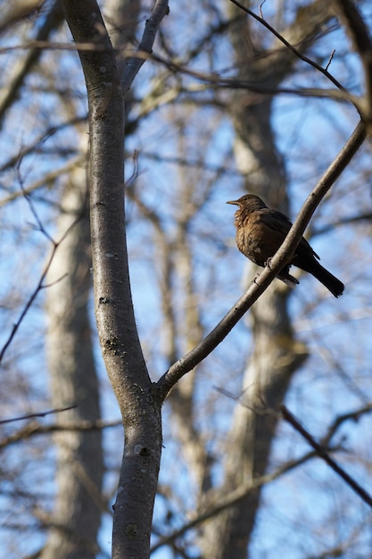 Ein Schwarzwaldvogel auf einem Ast im Wald