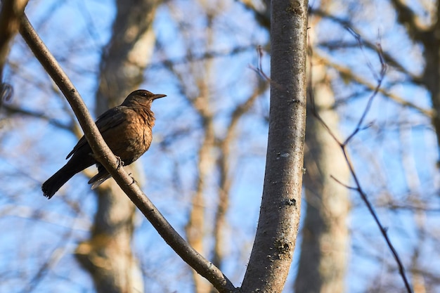 Ein Schwarzwaldvogel auf einem Ast im Wald