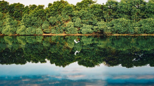 Ein See mit einem weißen Schwan See Fluss Wasseroberfläche Spiegelreflexion Sommertag sonniger Wald